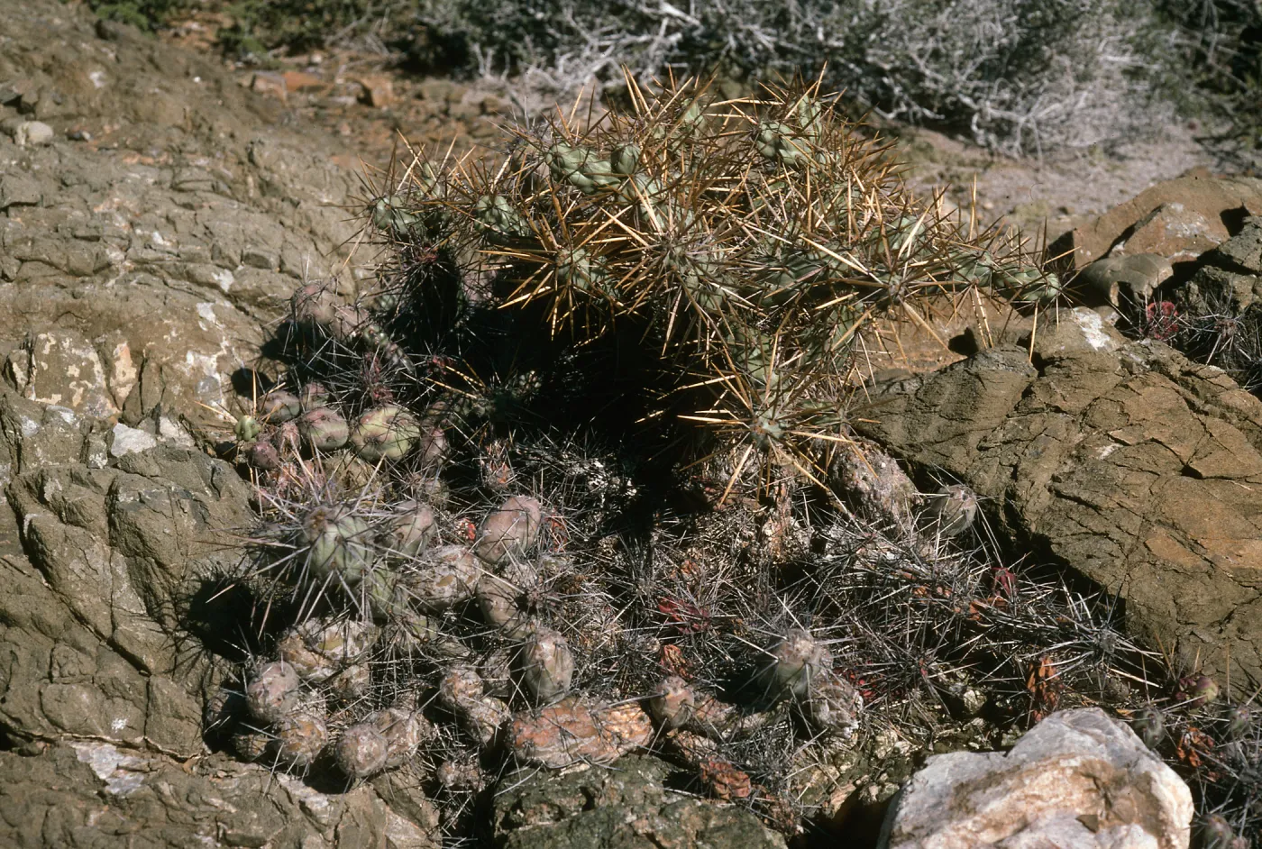 Opuntia (Prickly-pear), NE side, W. San Benito I.