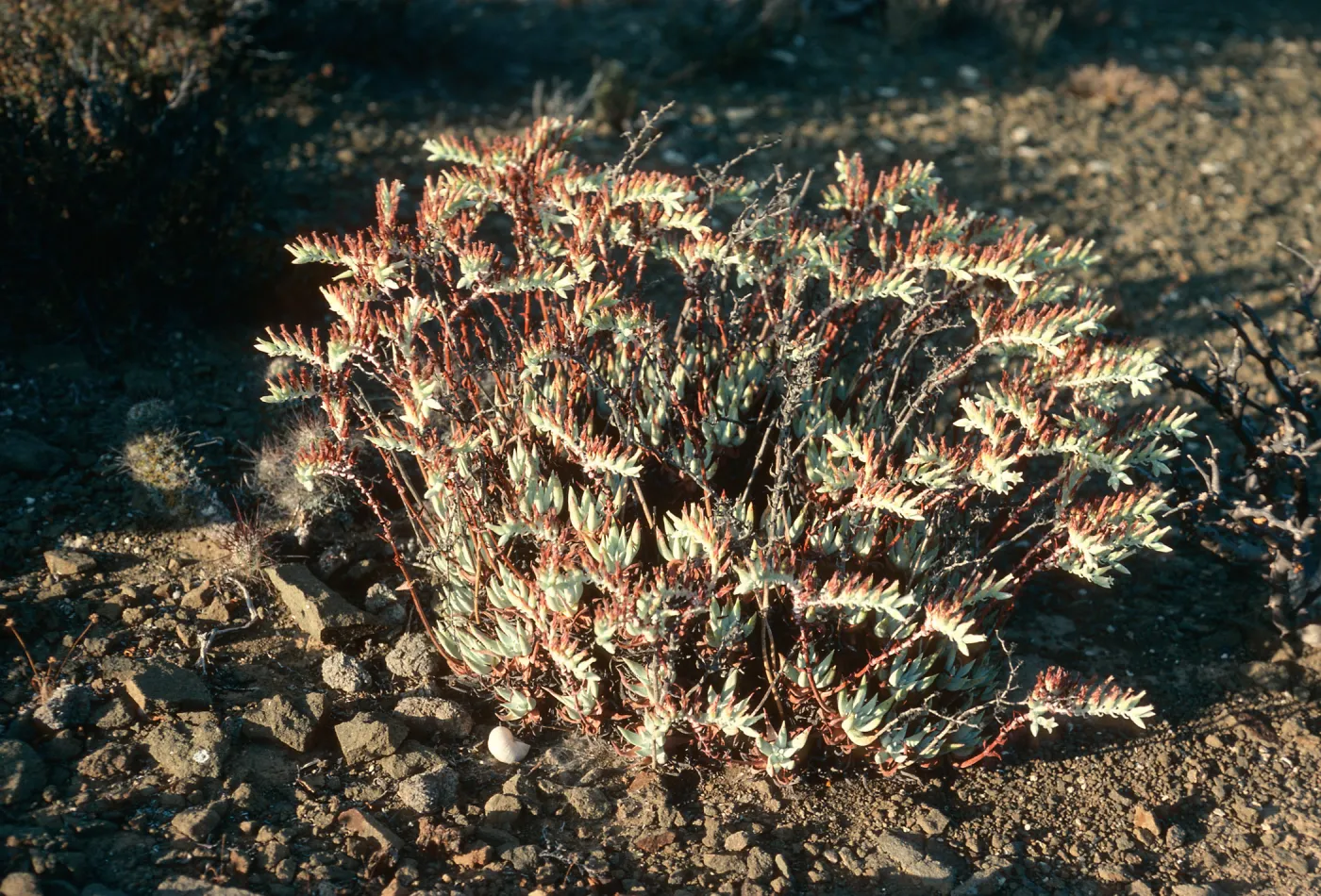 Dudleya albiflora, Natividad Island