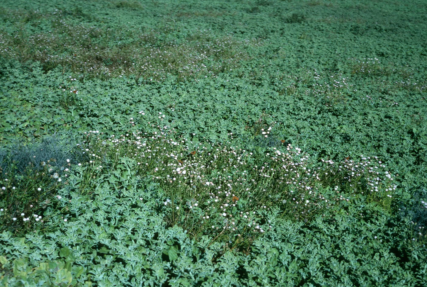 Chaenactis, Mesembryanthemum crystallinum., E side, Natividad Island
