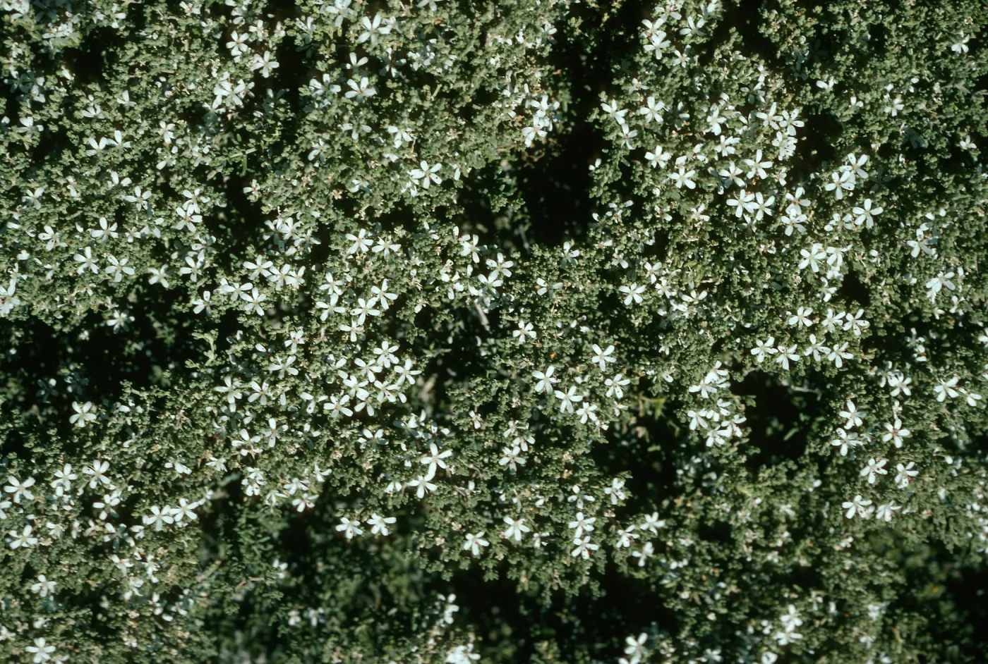 Frankenia palmeri, Natividad Island