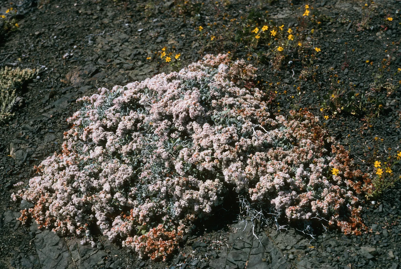 Eriogonum pondii, W side, Natividad I.