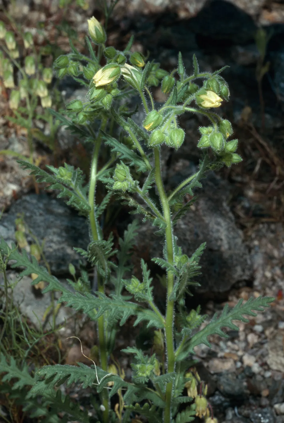Emmenanthe, Box Canyon