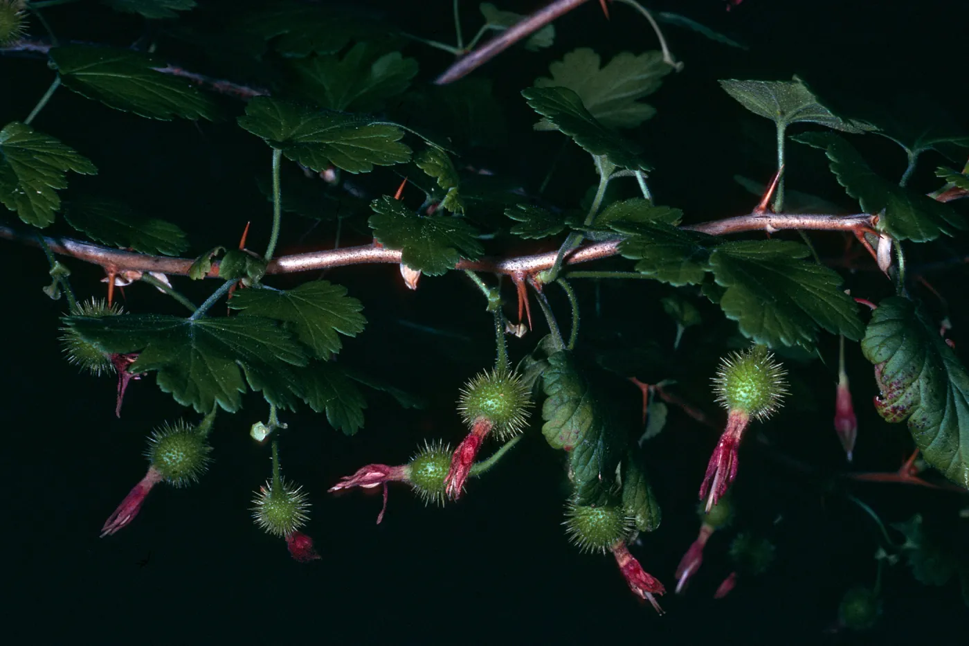 Ribes thacherianum, SBBG