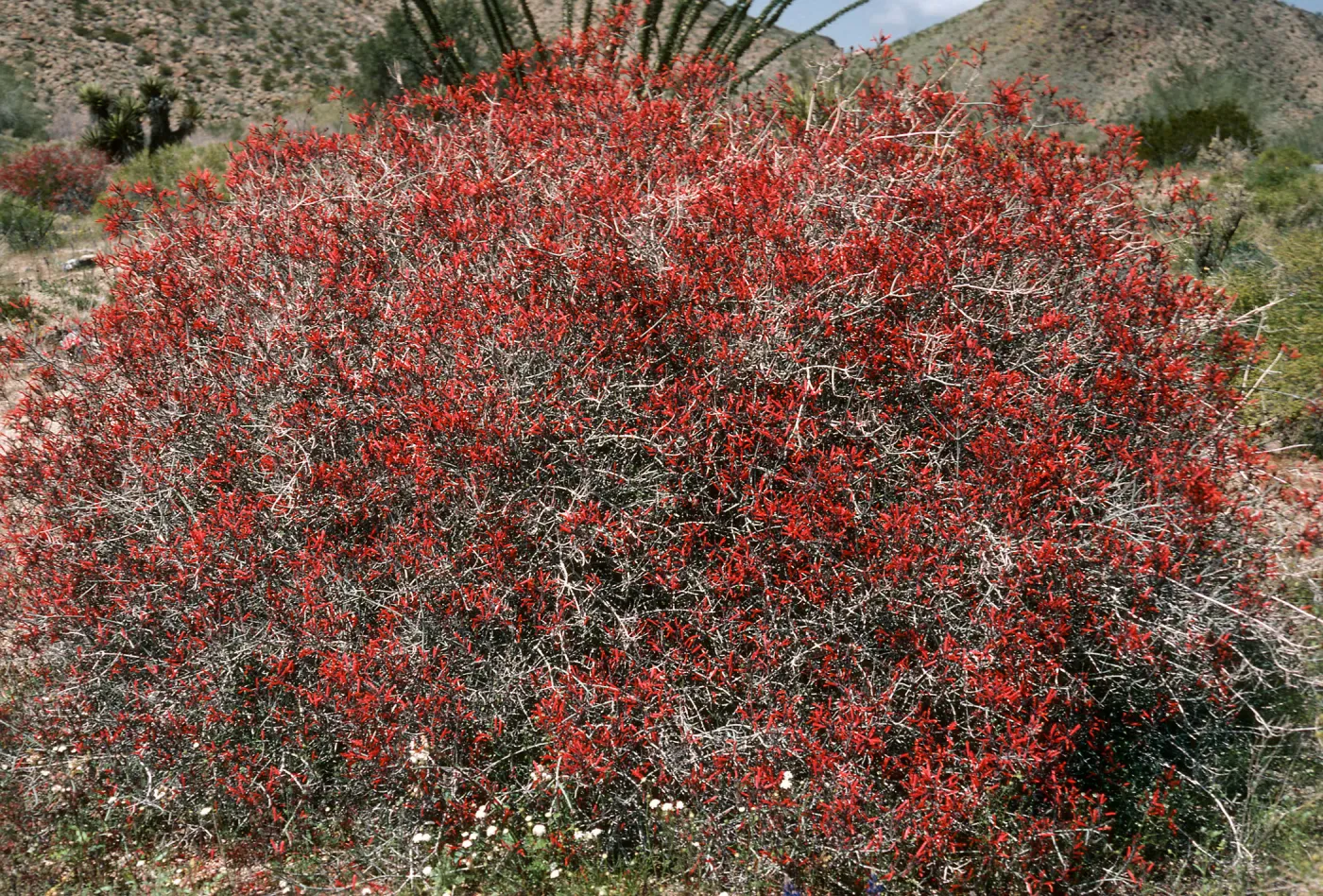 Beloperone californica, Cottonwood Sprgs. Joshua Tree