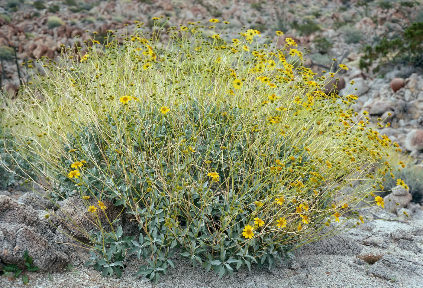Encelia farinosa, Anza-Borrego