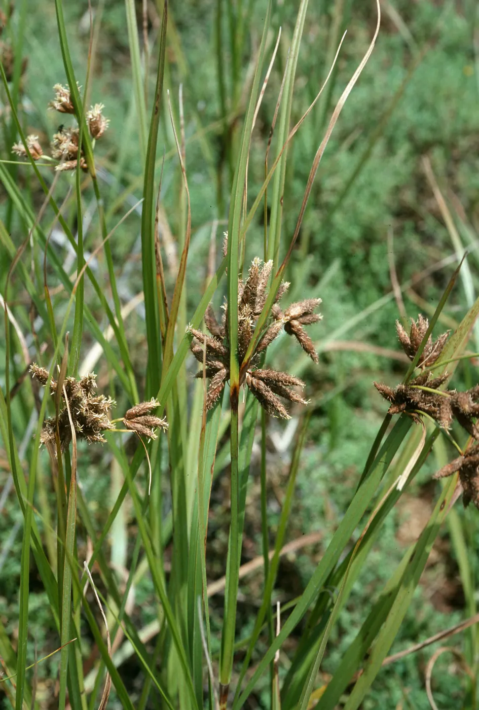 Scirpus robustus, Devereux Slough