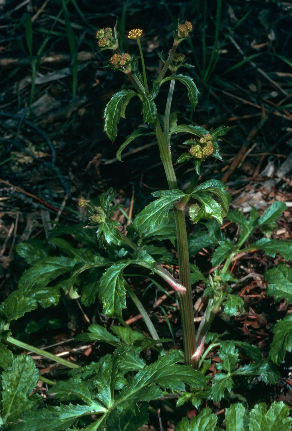 Sanicula hoffmannii, SBBG Porter Trail