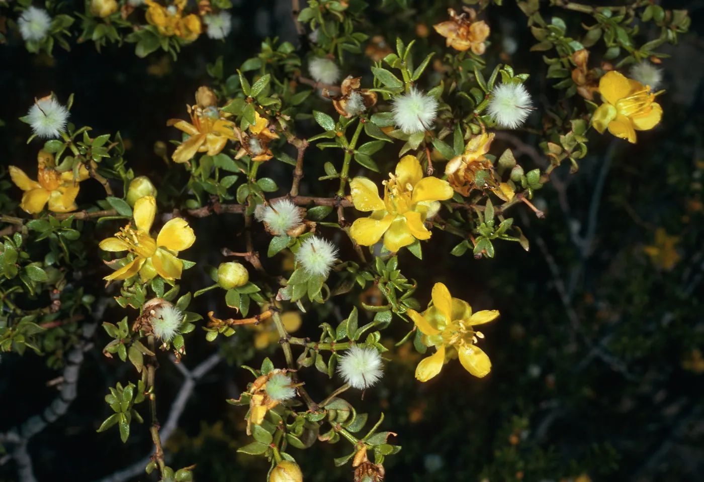 Larrea tridentata, Saline Valley