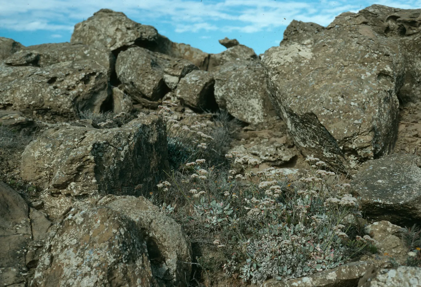 Eriogonum grande timorum, Theodolite Rd., San Nicolas Island