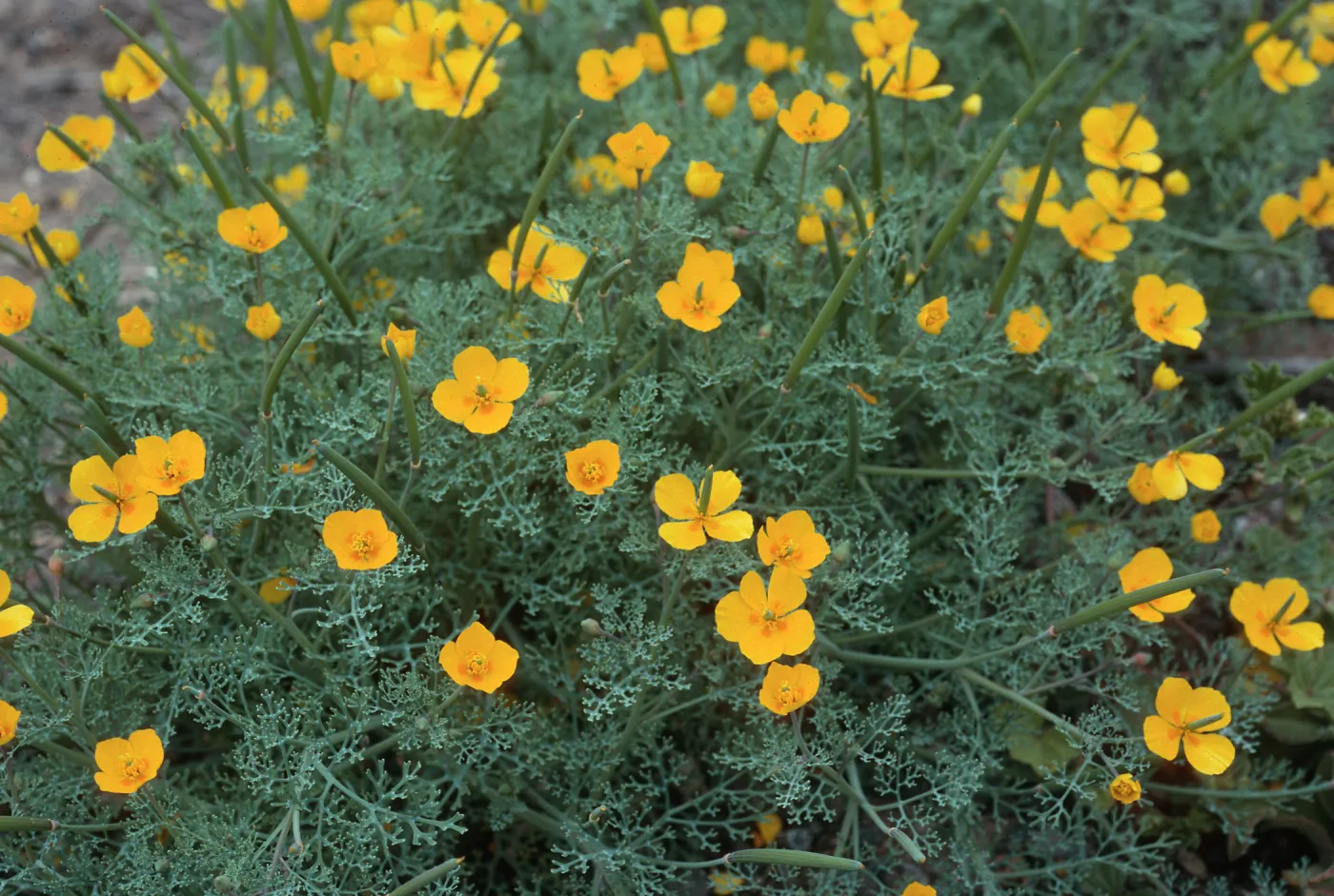 Eschscholzia ramosa, Eel Point Grade, San Clemente Island