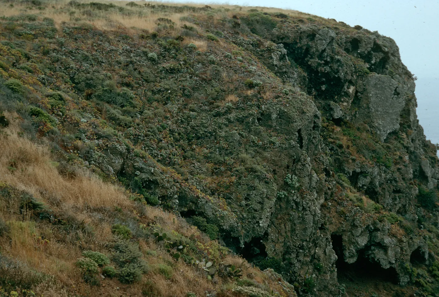 Peregrine falcon habitat, offshore bluffs SW side, W. Anacapa I.