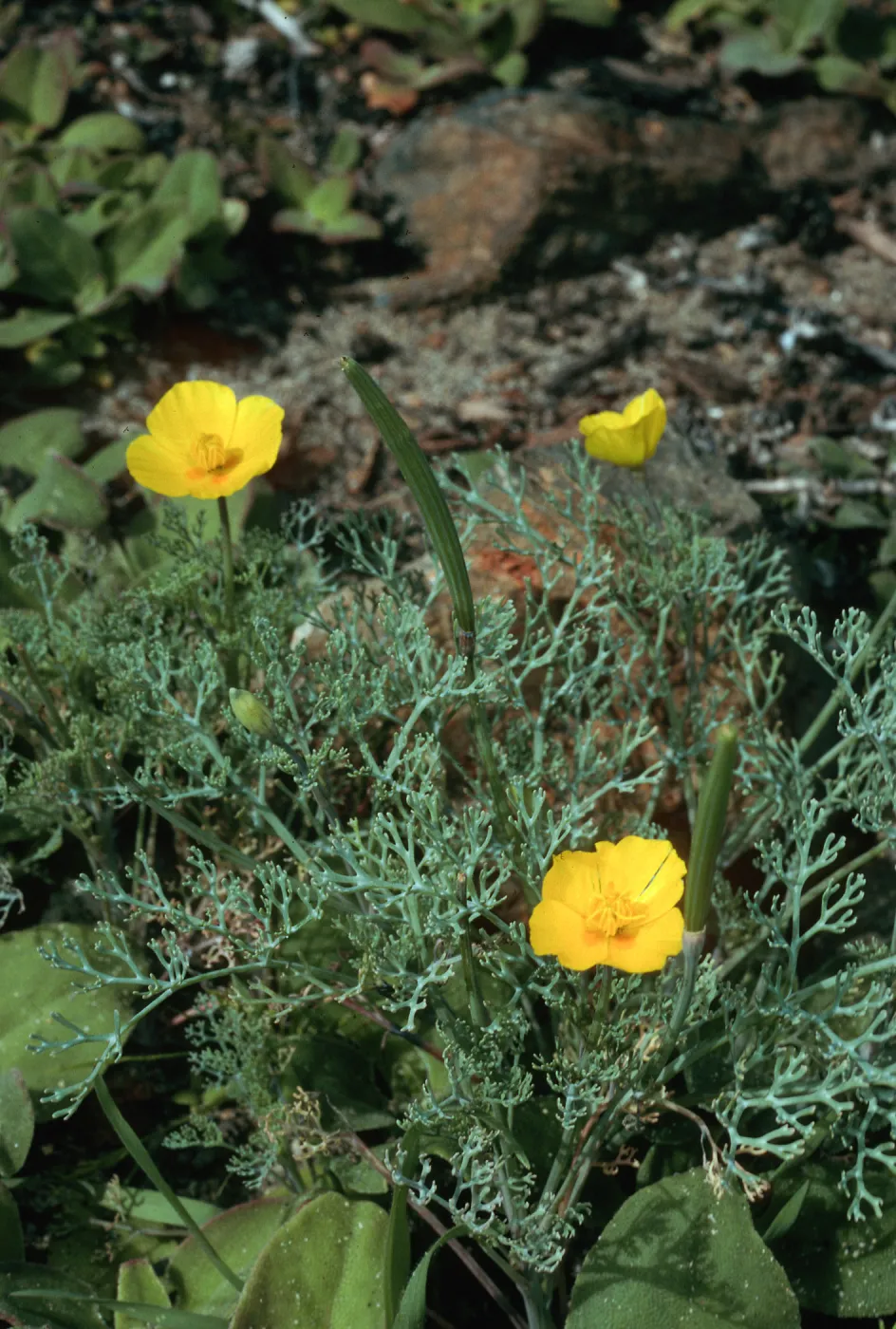 Eschscholzia ramosa, beach at Little Harbor, Santa Catalina Island