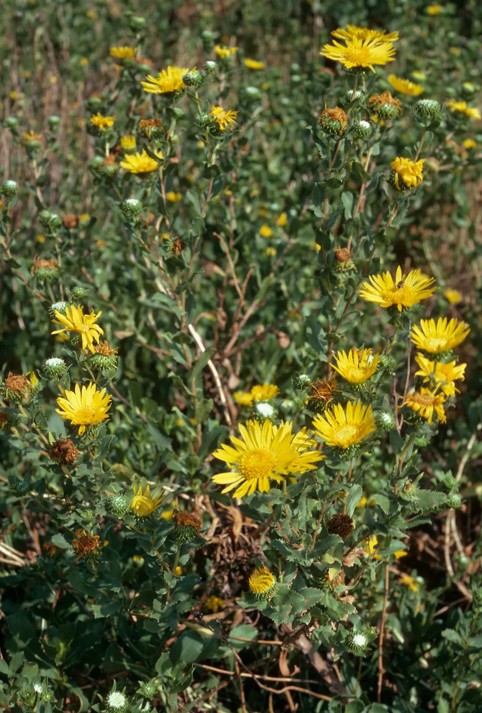 Grindelia latifolia, western terrace, W. Anacapa I.