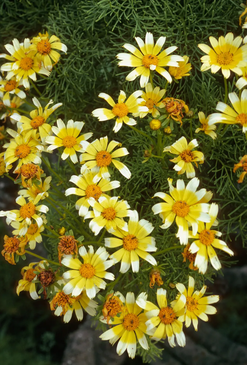Coreopsis gigantea, just south. of campground, E. Anacapa Island