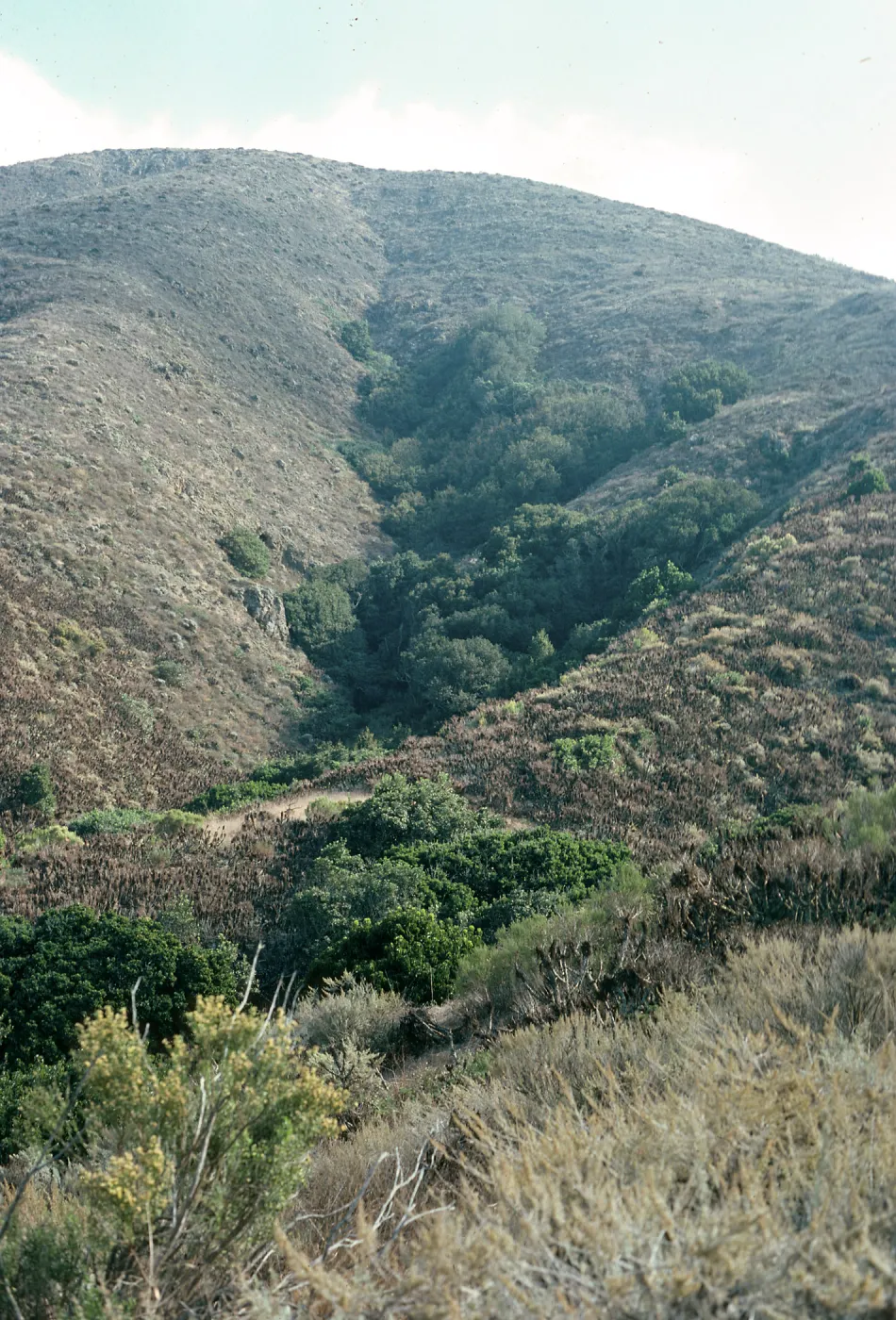 Oak Canyon., W. Anacapa Island