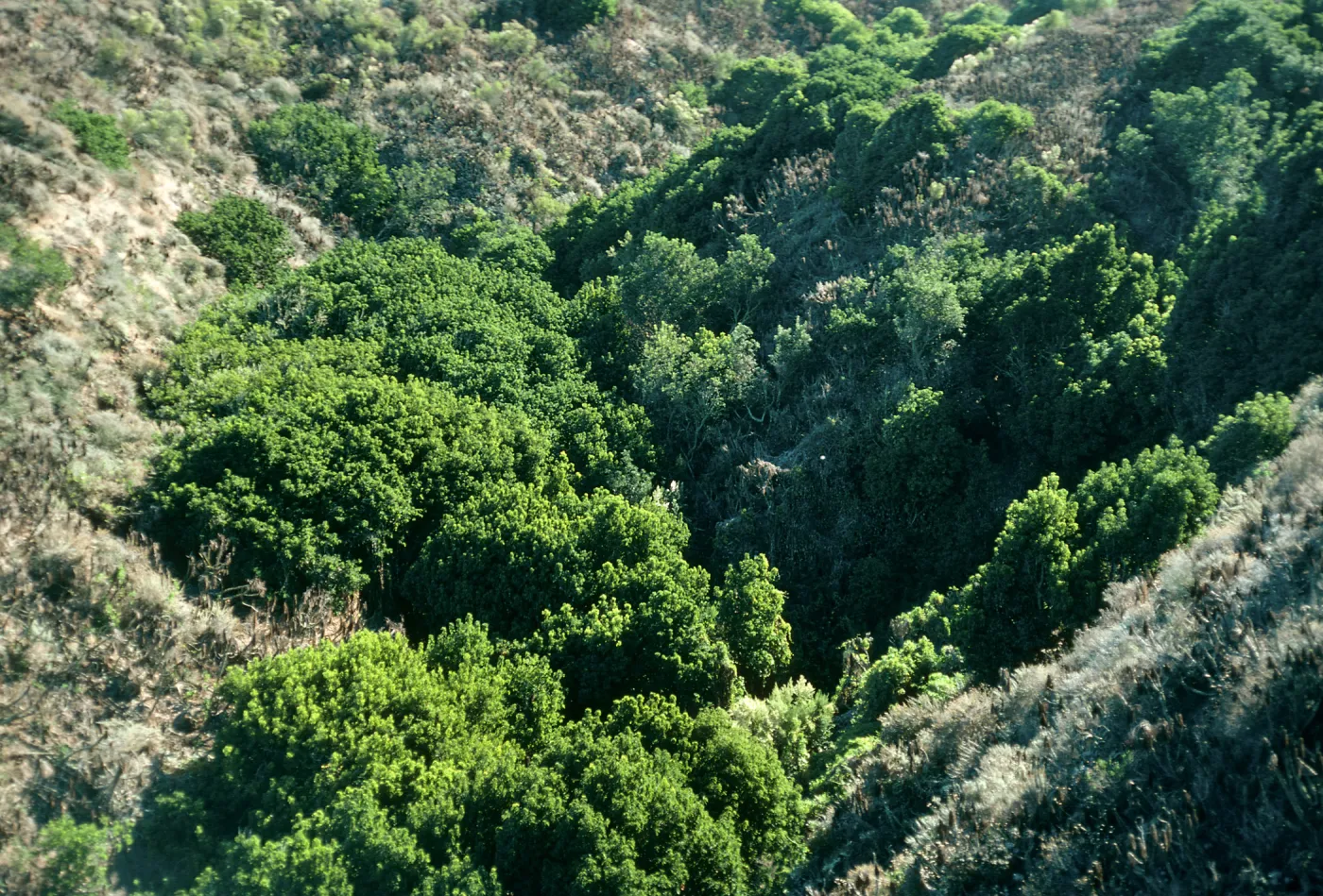 Lower Oak Canyon, Prunus, West Anacapa Island
