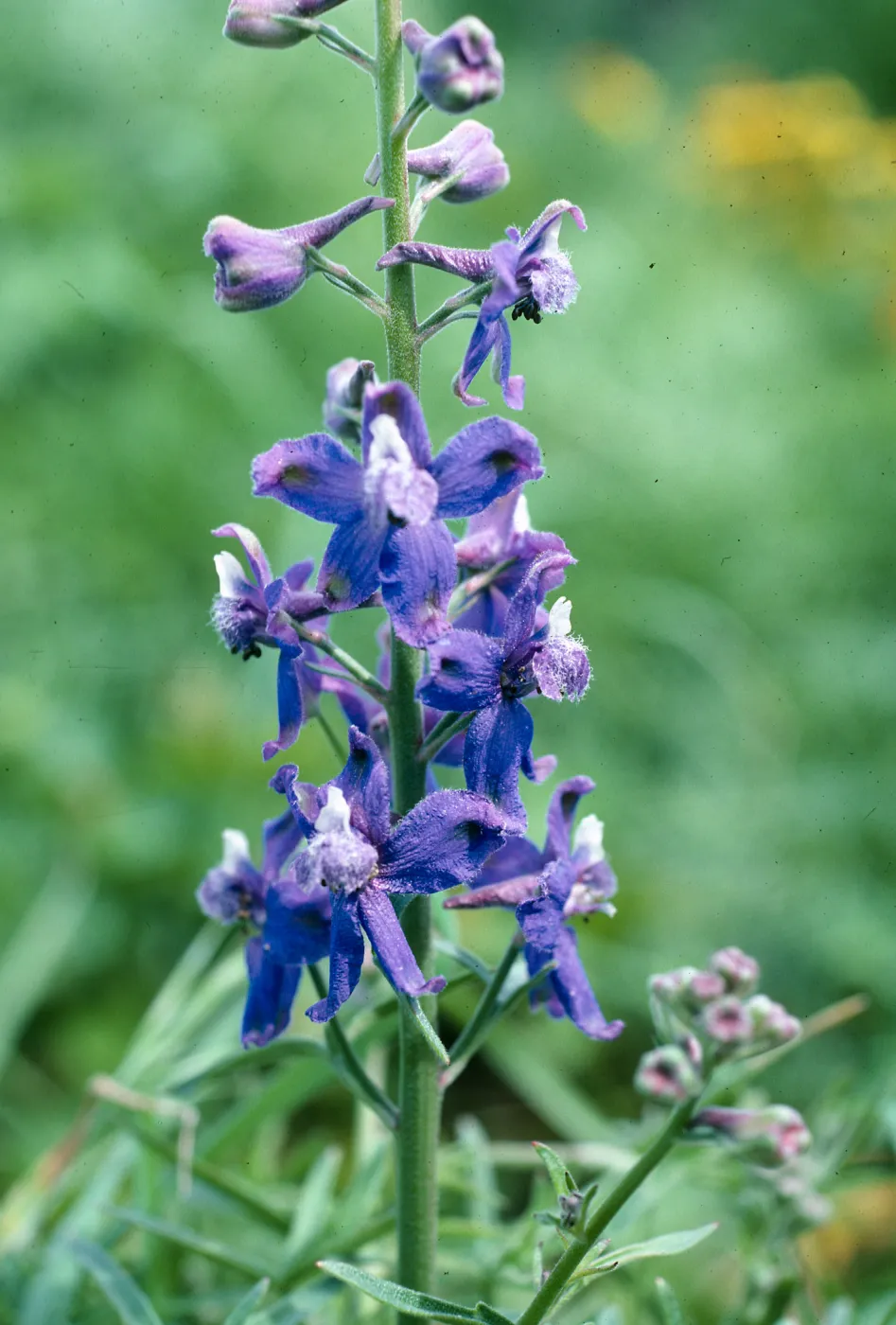 Delphinium, terrace W of campground,E. Anacapa I.
