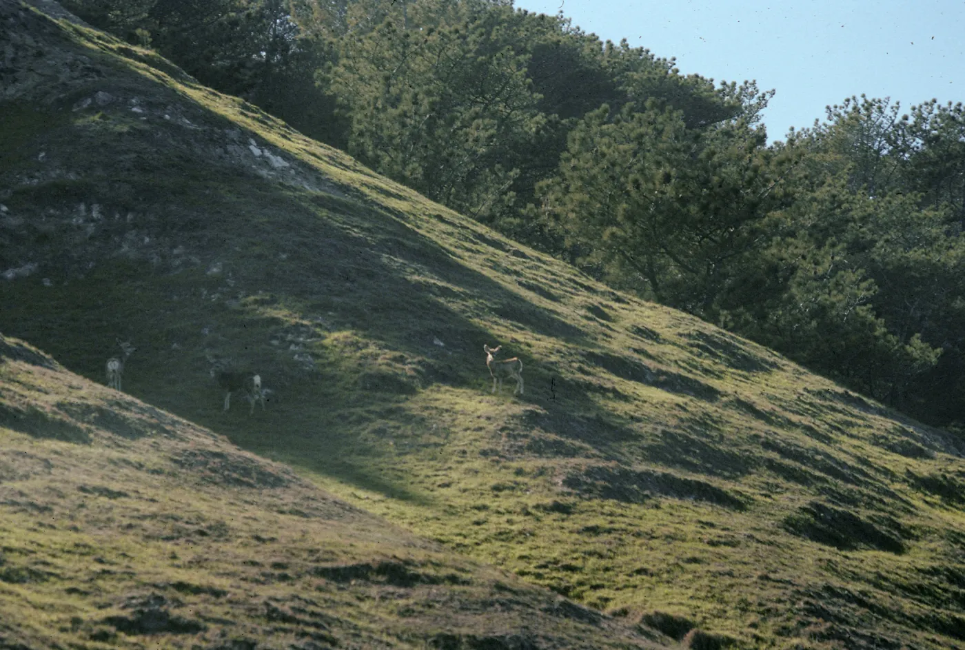 Deer, Torrey Pines, S. Rosa I.