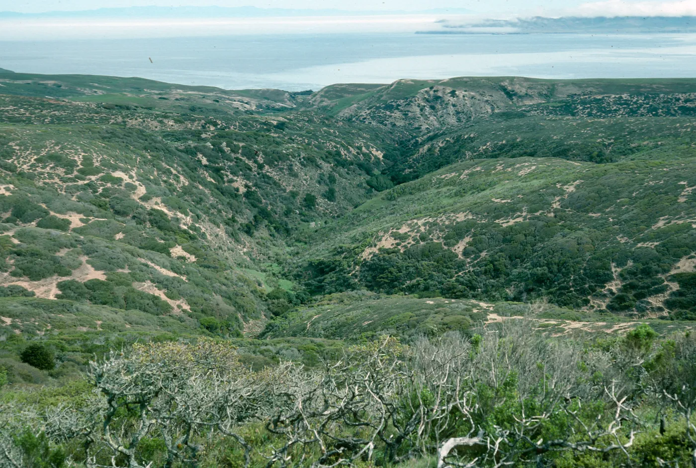 Cherry Canyon, Black Mountain. Road, Santa Rosa Island