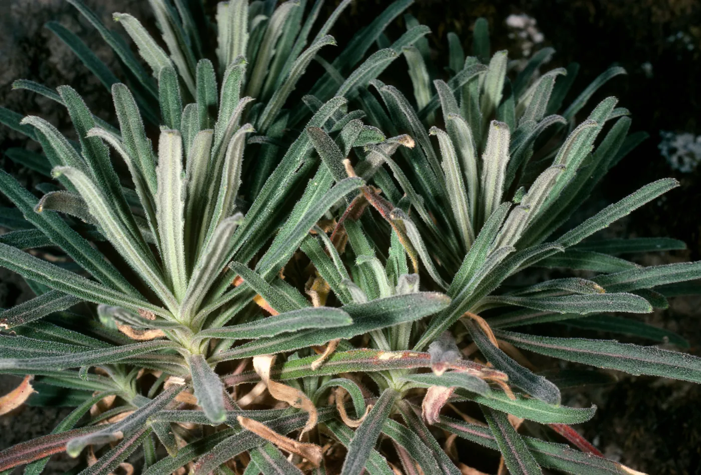 Arabis, Santa Cruz Island