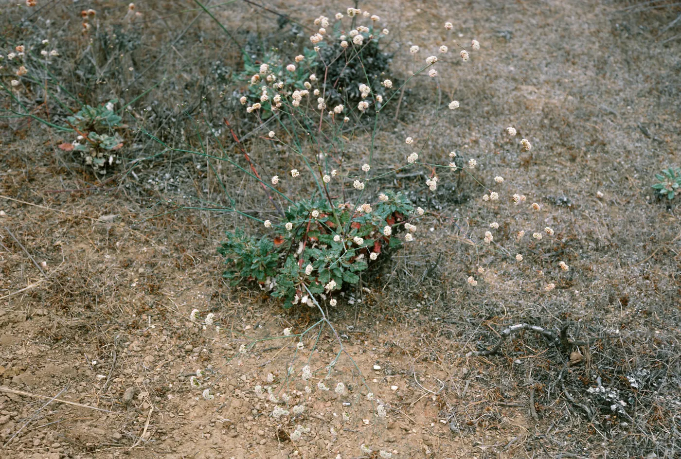 Eriogonum grande, Christy pines, Santa Cruz Island