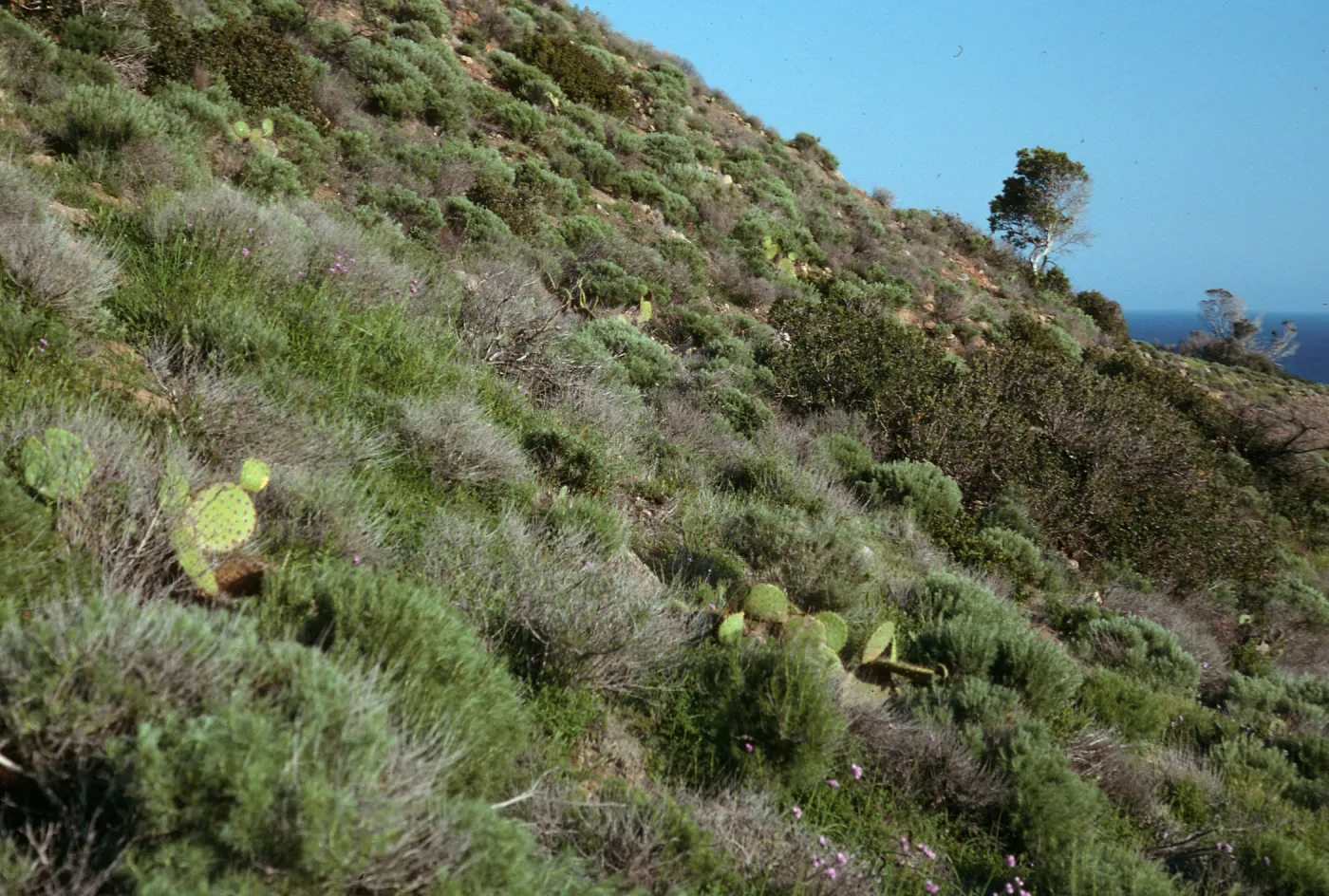 coastal sage scrub, Santa Cruz Island