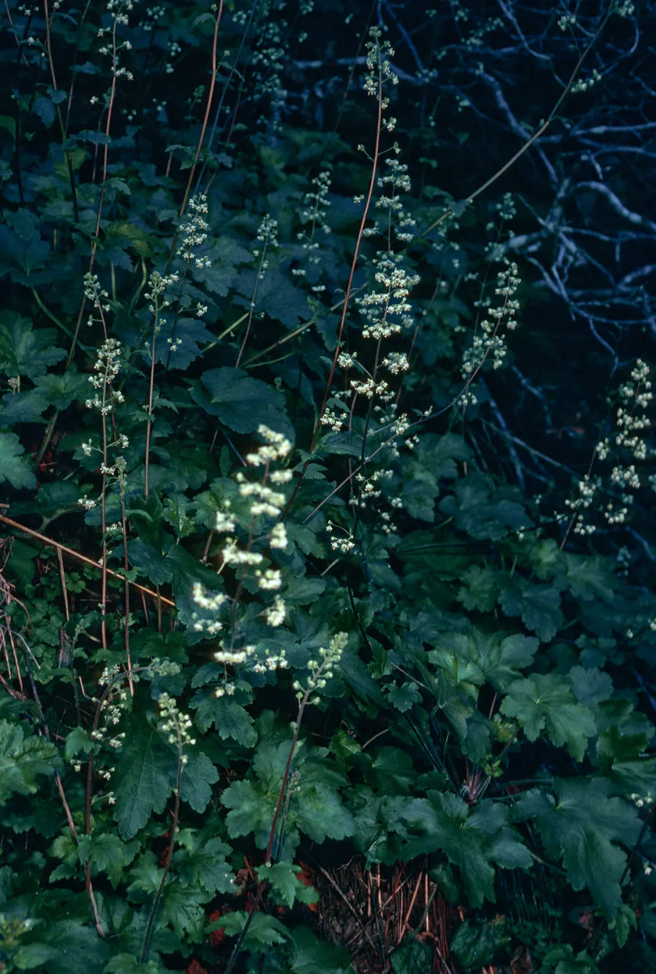 Heuchera maxima, Santa Cruz Island