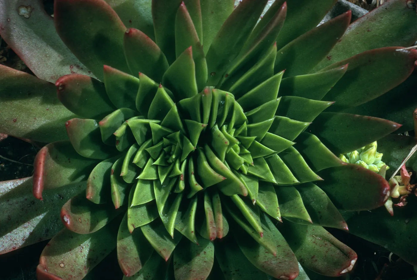 Dudleya candelabrum, road to Fraser Pt. S. Cruz I.