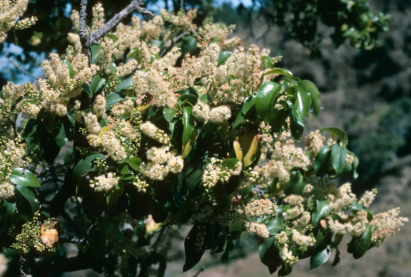 Prunus lyonii, Santa Cruz Island