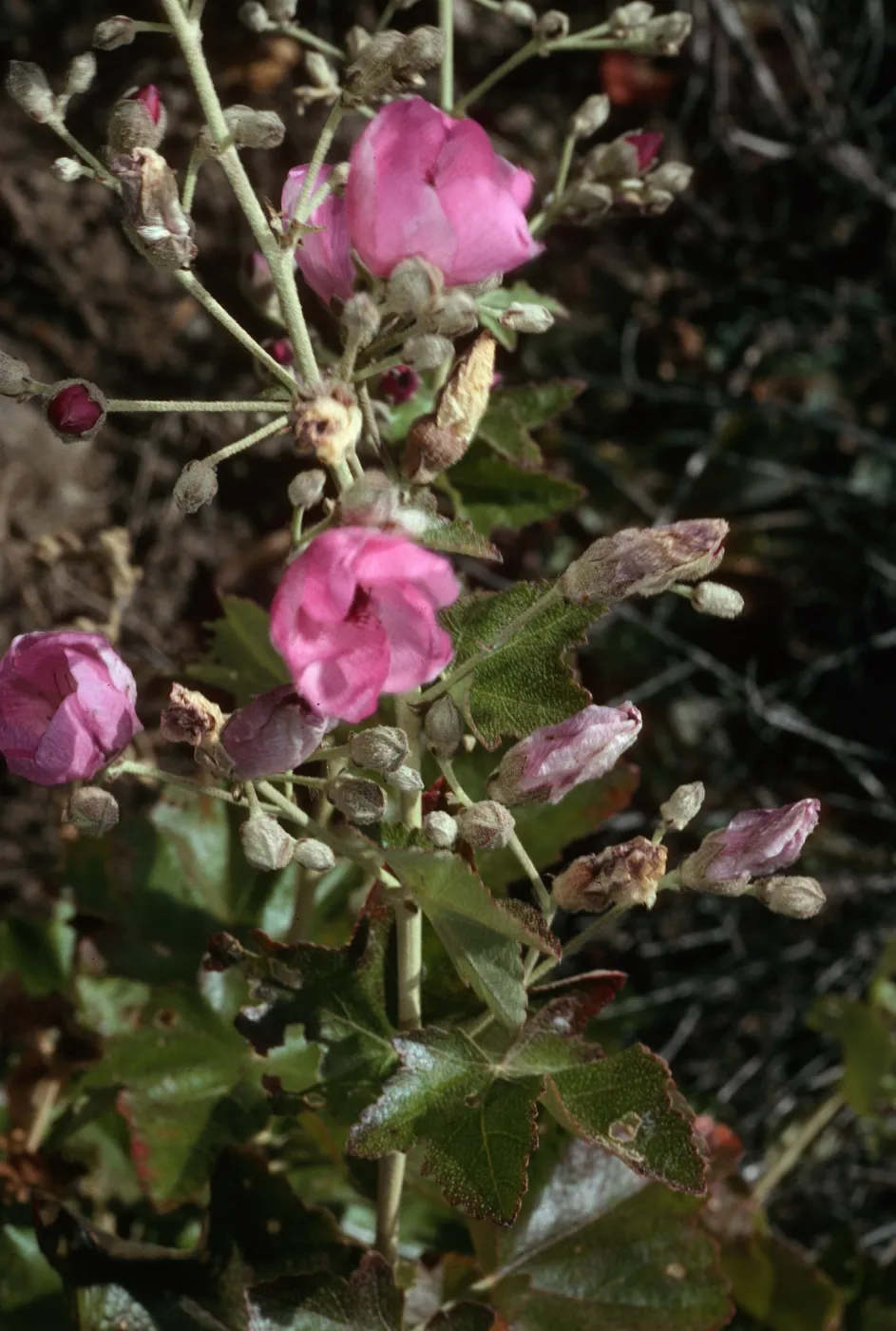 Malacothamnus fasciculatus niveus, Santa Cruz Island