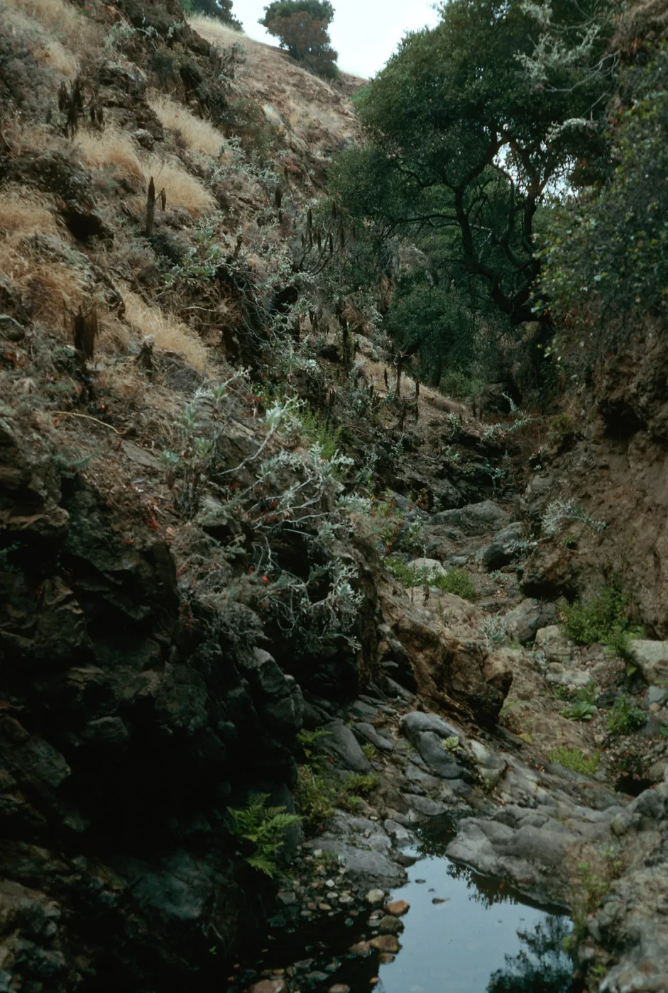 Tinkers Canyon, Santa Cruz Island
