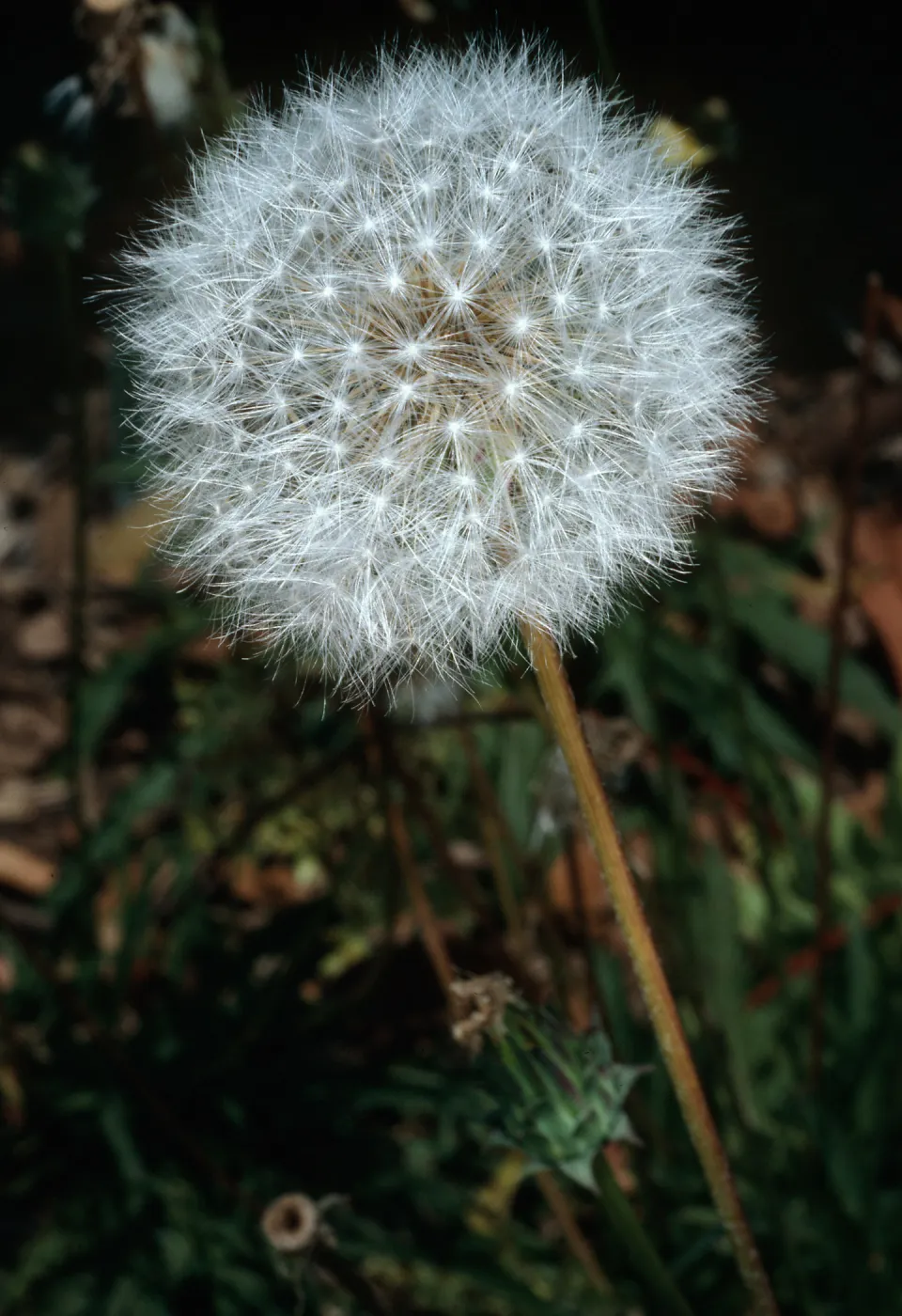 Agoseris grandiflora from San Miguel Island, SBBG