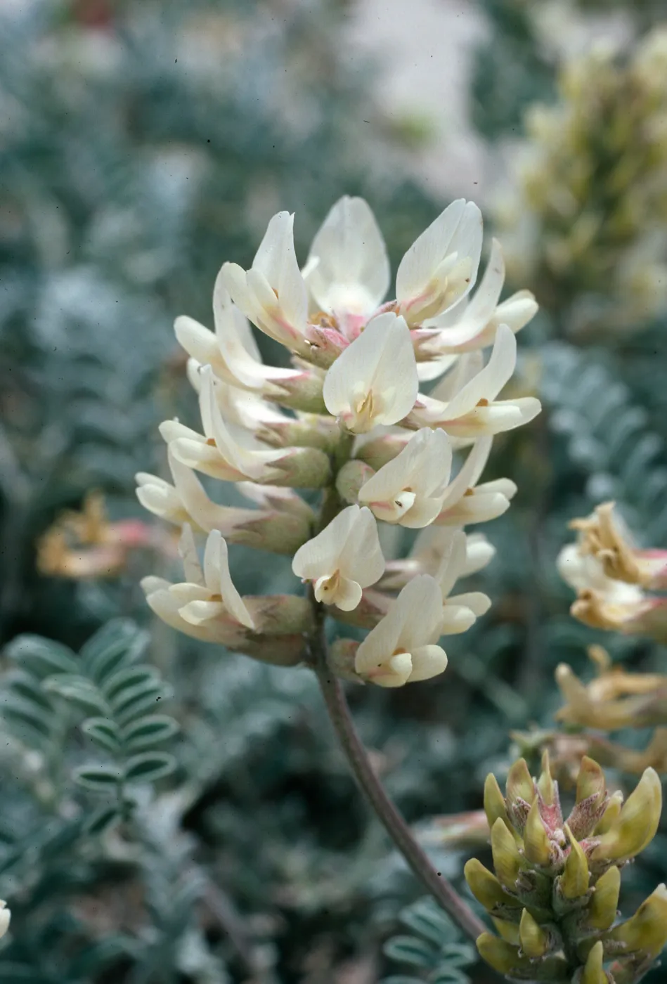 Astragalus miguelensis, San Miguel Island
