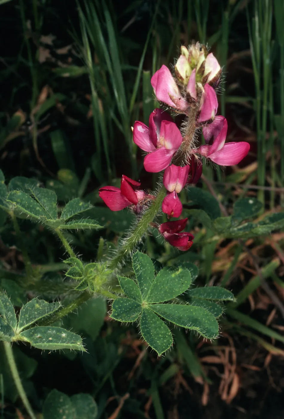 Lupinus hirsutissimus, Hollister Ranch
