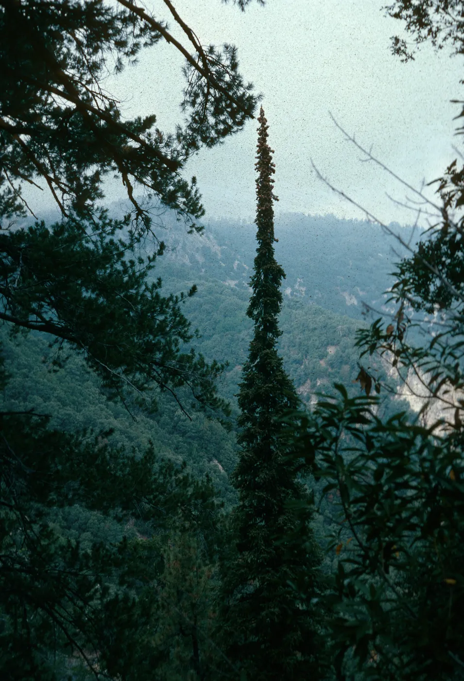 Abies bracteata, Cone Peak