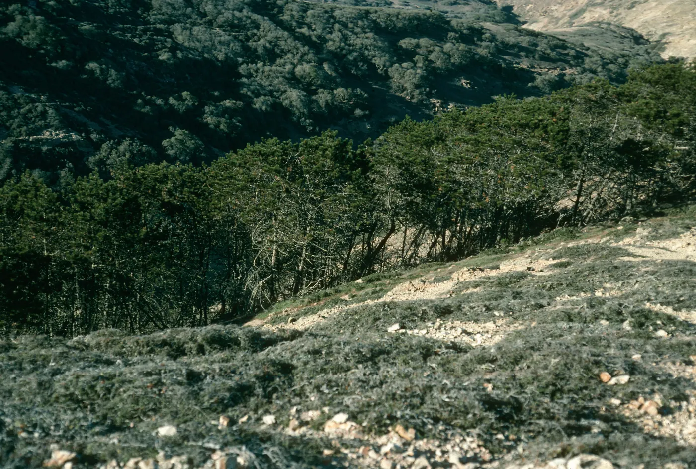 Pinus remorata, Santa Rosa Island