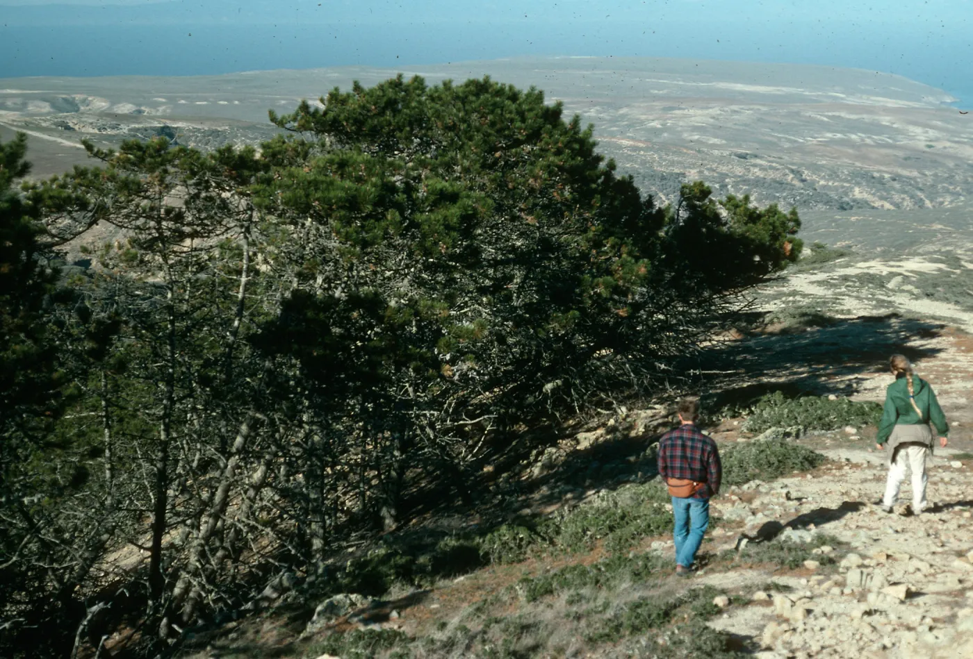 Pinus remorata, ridge N of Black Mtn., S. Rosa I.
