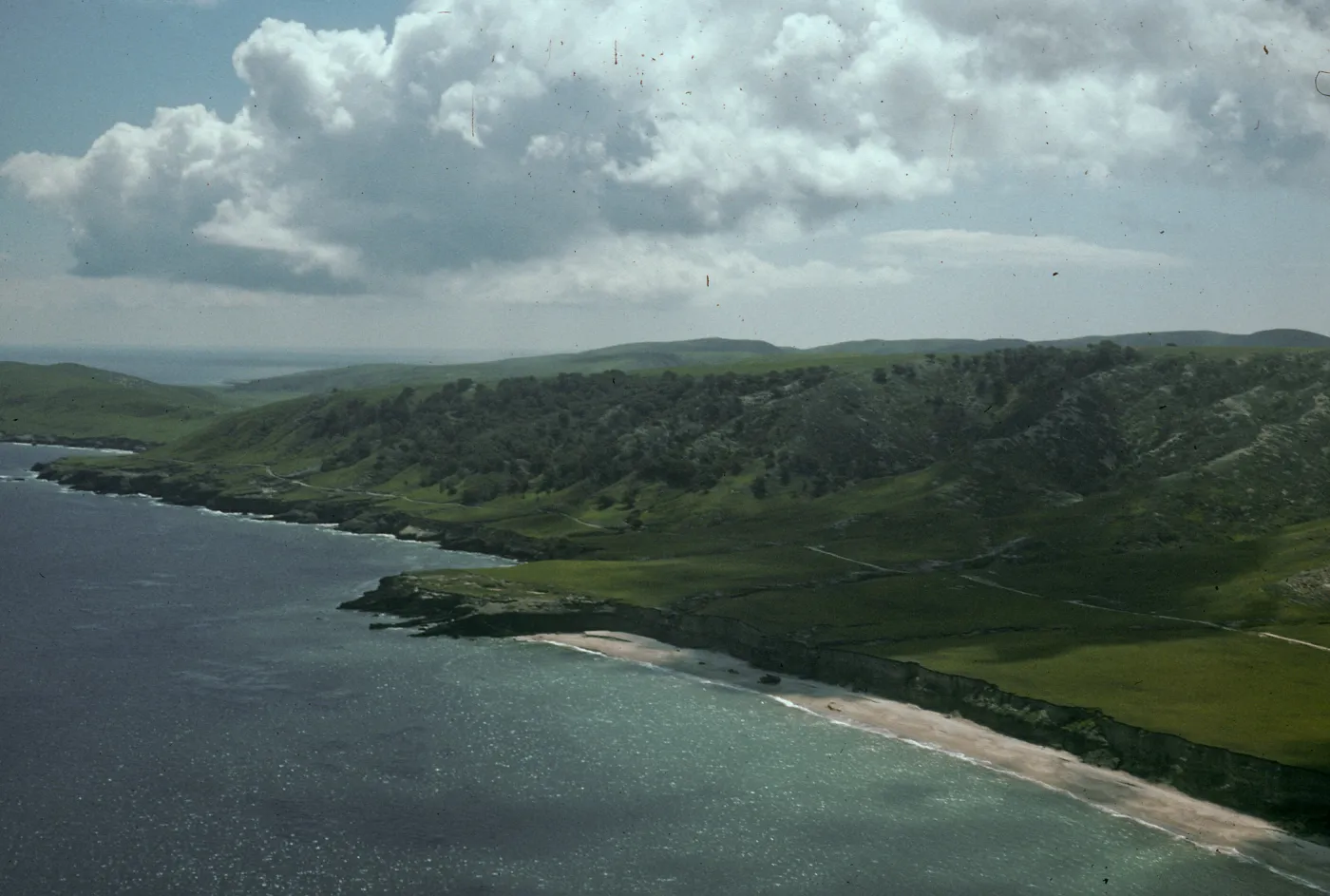 Torrey pines, Santa Rosa Island
