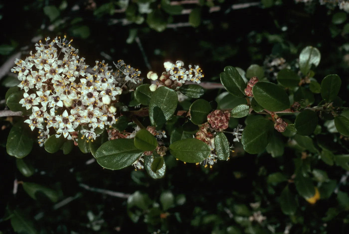 Ceanothus megacarpus, Tunnel Road