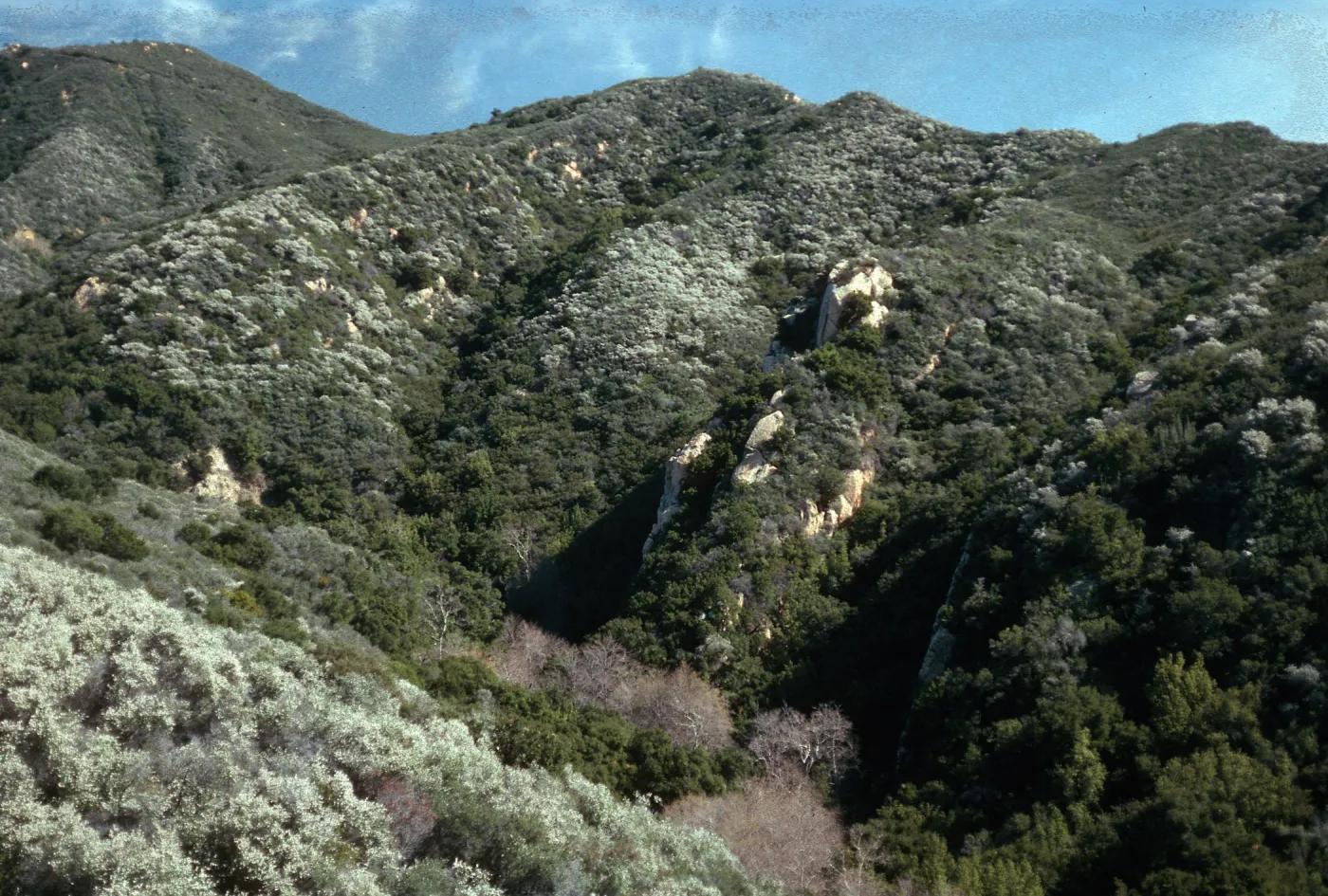 Ceanothus megacarpus, Tunnel Rd.