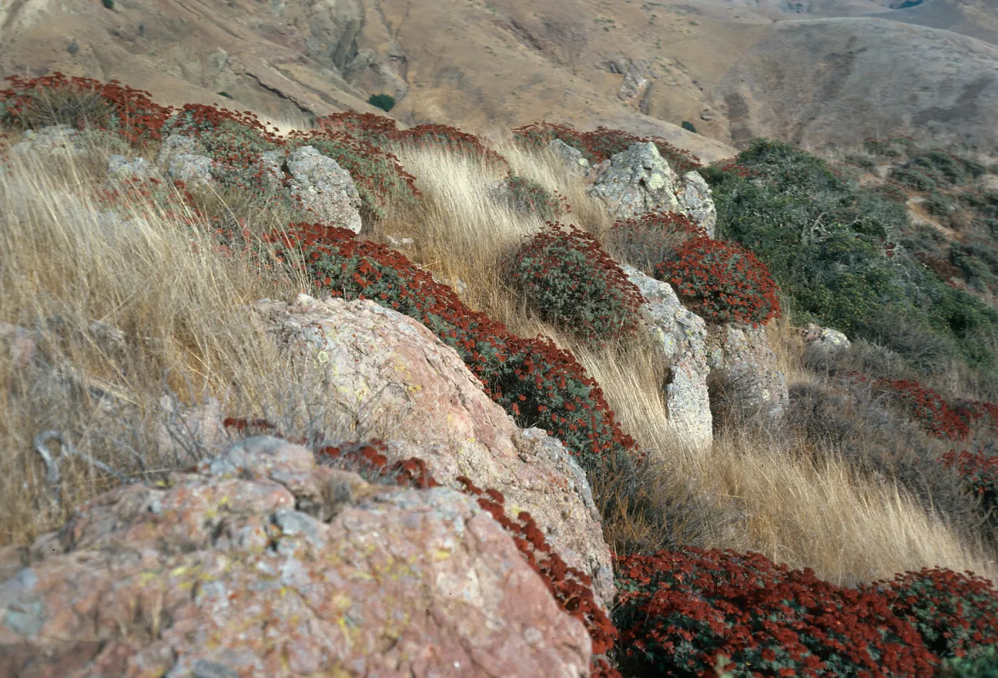Eriogonum arborescens, Santa Cruz Island
