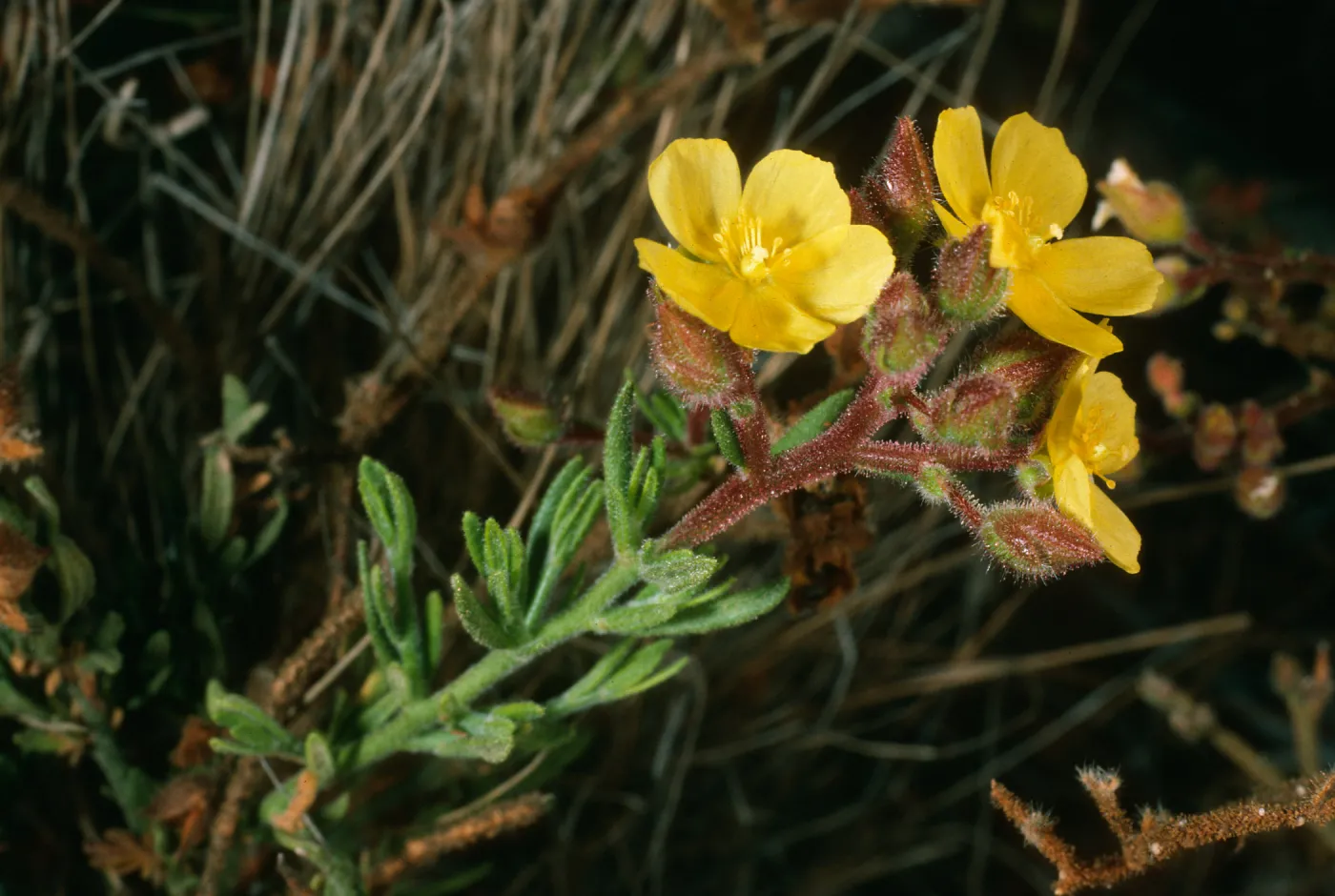 Helianthemum greenei, Santa Cruz Island
