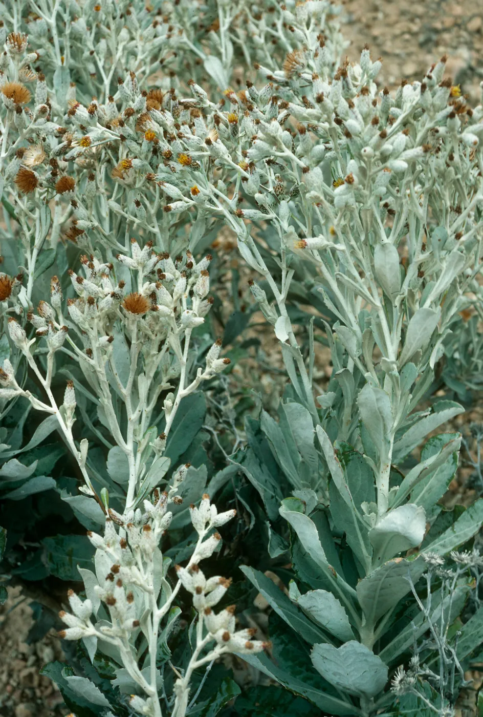 Haplopappus detonsus, N ridge above Ram Cyn. S. Cruz I.