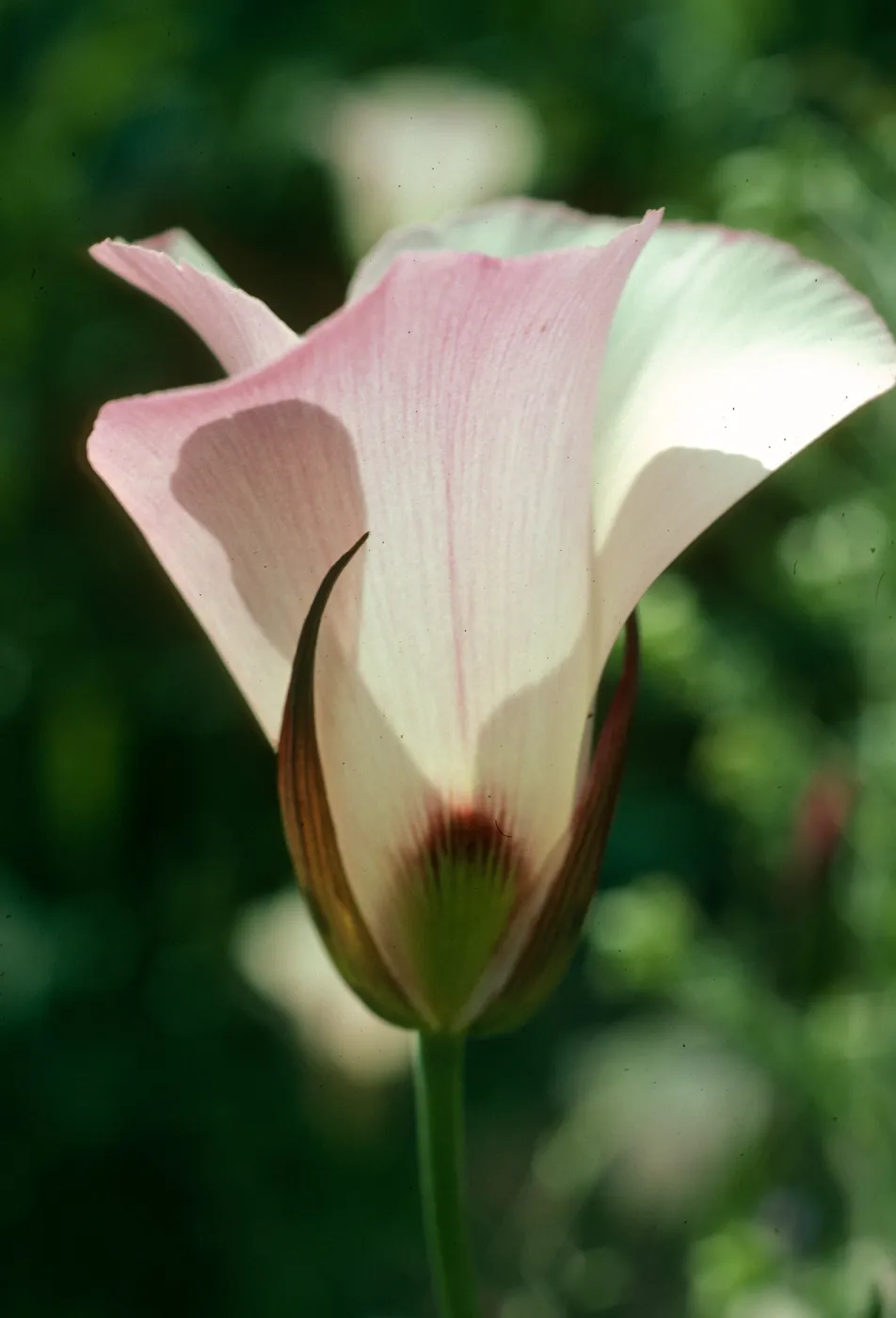 Calochortus catalinae, Encinal Cyn Rd., S. Monica Mtsn.