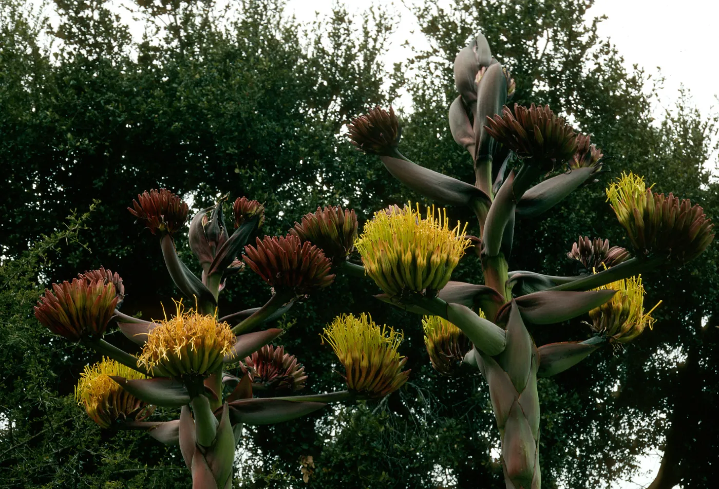 Agave shawii, SBBG desert section