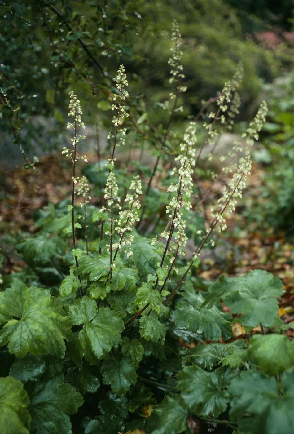 Heuchera maxima, SBBG Arroyo
