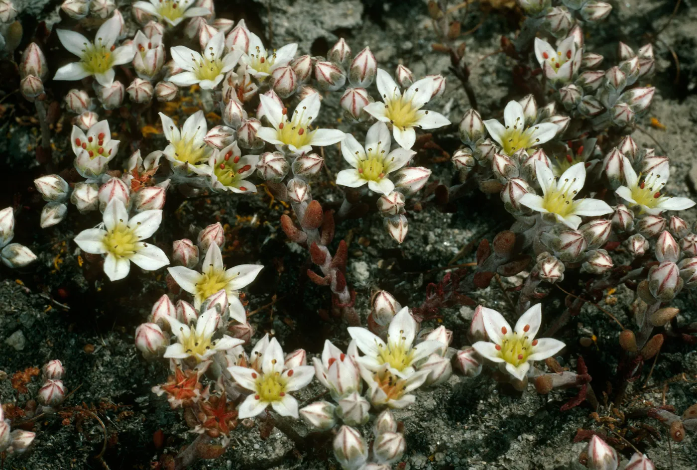 Dudleya blochmaniae insularis, South of BM OAR, Santa Rosa Island