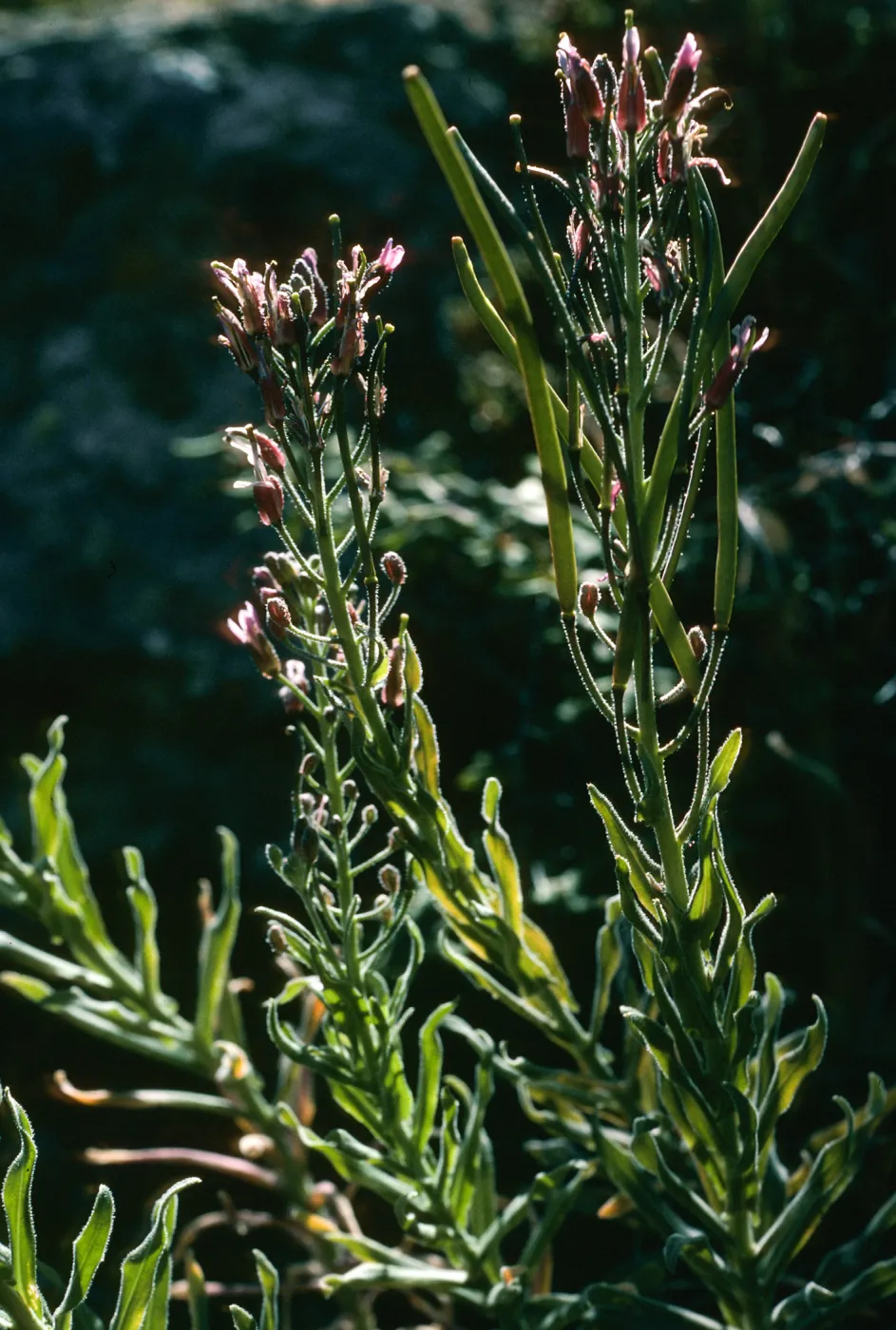 Arabis, Santa Cruz Island 