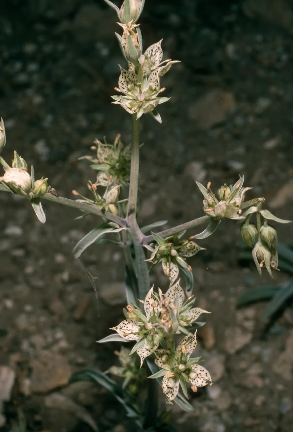 Frasera, Grandview, White Mtns.