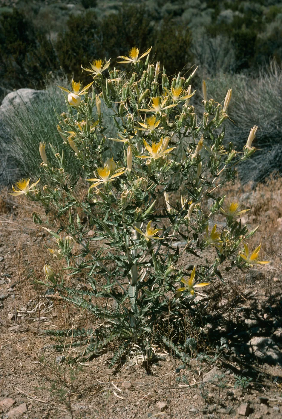 Mentzelia laevicaulis, Onion Valley Rd.